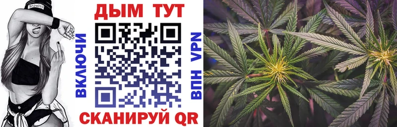 купить наркотики сайты  Багратионовск  Канабис сатива 